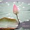 Relax Daily - Zen harmony lyrics