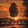 A Tree Finds Its Voice - Acoustic Eidolon