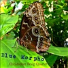 Blue Morpho