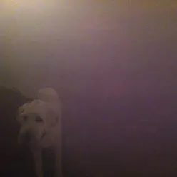 Dog in the Fog - 'Replica' Collaborations & Remixes - EP - Oneohtrix Point Never Dog in the Fog - 'Replica' Collaborations & Remixes - EP - Oneohtrix Point Never