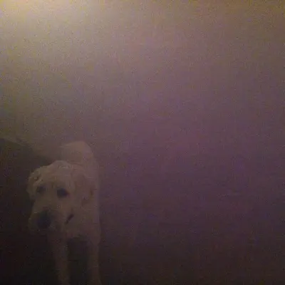 Dog in the Fog - 'Replica' Collaborations & Remixes - EP - Oneohtrix Point Never Dog in the Fog - 'Replica' Collaborations & Remixes - EP - Oneohtrix Point Never