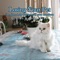 Losing Your Pet - Gillian Godtfredsen lyrics
