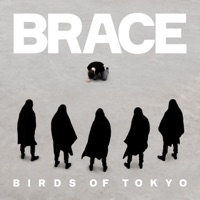 BRACE - Birds of Tokyo