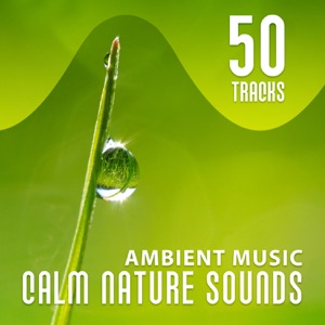 50 Tracks: Ambient Music, Calm Nature Sounds: Therapy Session - Serenity Instrumental New Age with Falling Rain, Relaxing Ocean Waves, Birds & Forest