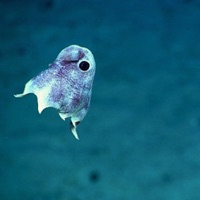 Spells - Single - Ori Shochat