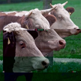 The Fairy Tale Since Morning 35palata