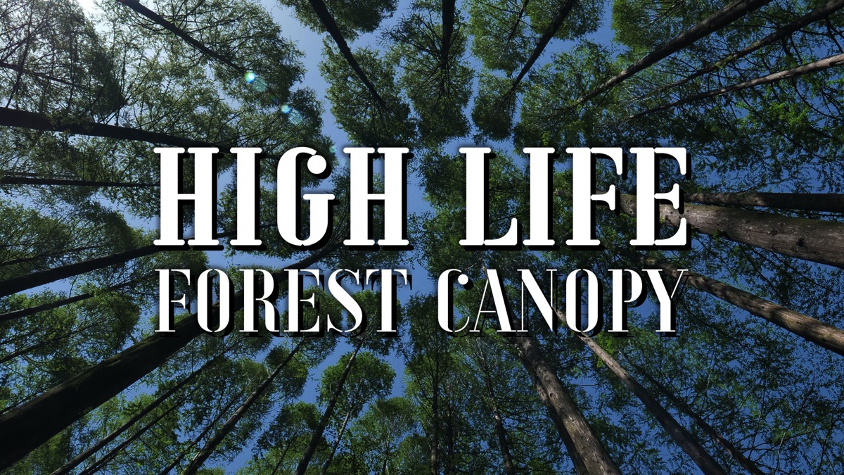 ‎High Life: Forest Canopy - Apple TV