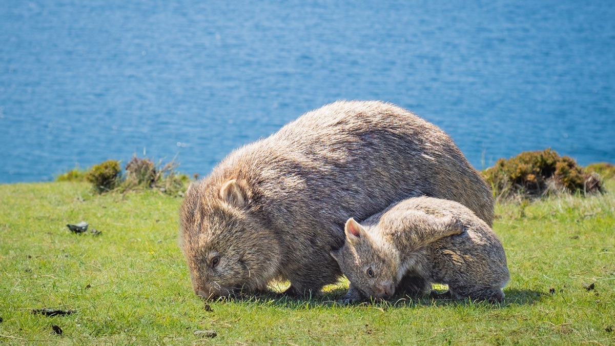 ‎Bush Babies - Baby Animals Down Under (Series 1, Episode 3) - Apple TV ...
