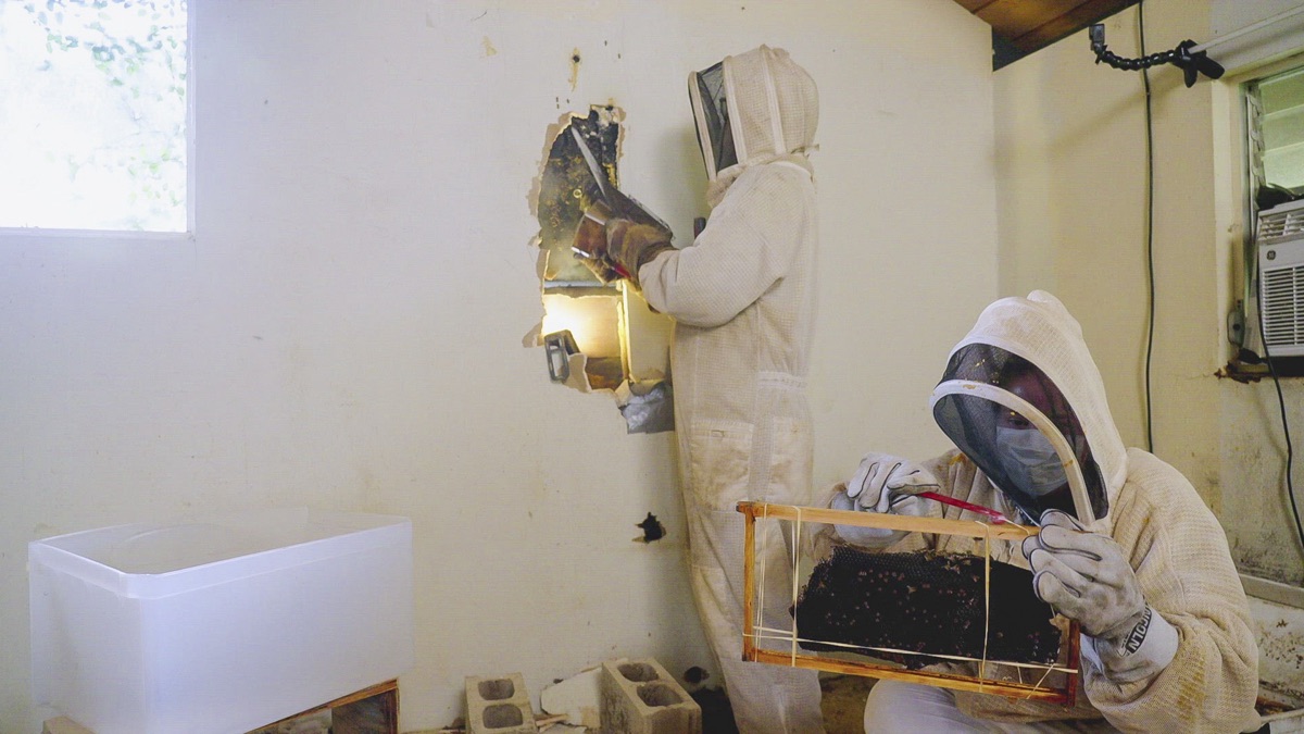 ‎Bee Infestation on the Bay - Renovation Aloha (ਸੀਜ਼ਨ 1, ਐਪੀਸੋਡ 2 ...