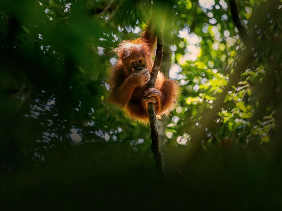 Wildest Islands of Indonesia - Apple TV (FR)