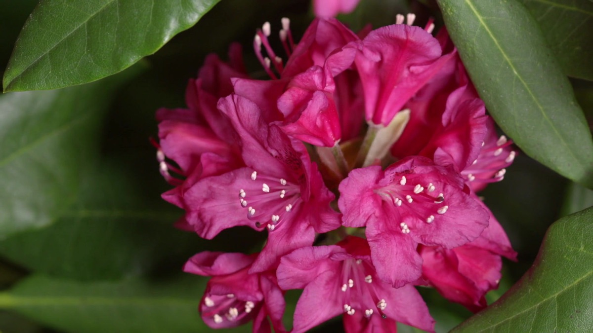 Race To Grow And Breed‏ - Power of Plants (سیزن 1، ایپی سوڈ 2) - Apple ...