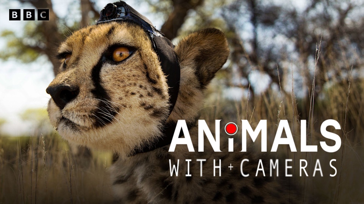 ‎Animals with Cameras - Apple TV