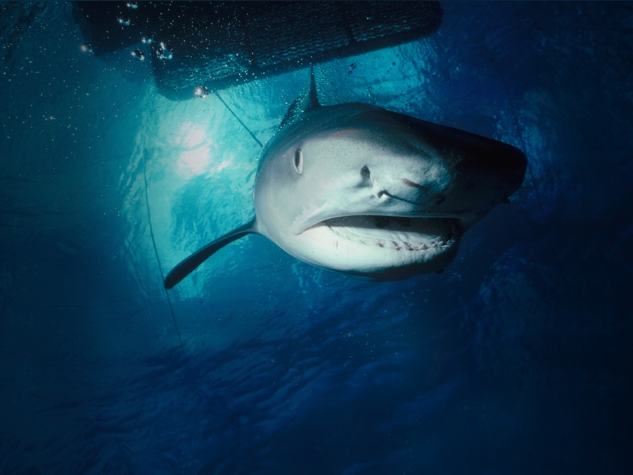 Tiger Shark Invasion - Apple TV (UK)