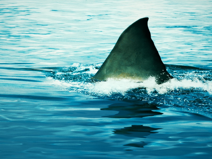 Alerta! Temporada de Tubarões (2023) Lannée du requin APPLE TV+