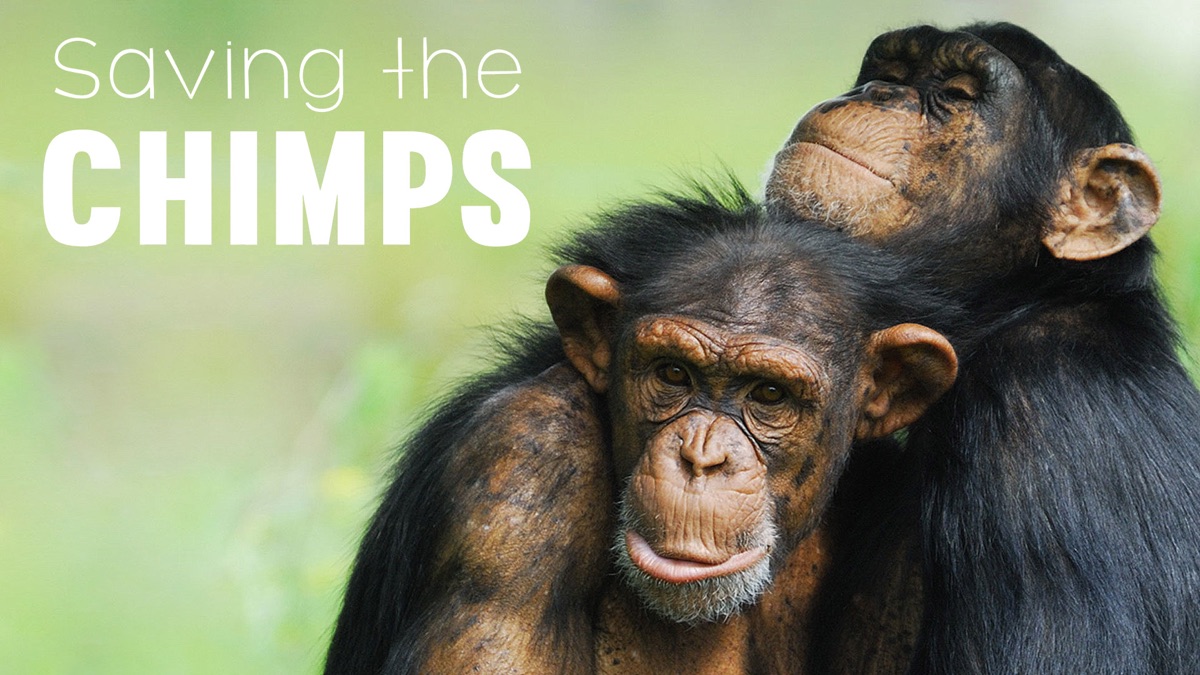 ‎Saving the Chimps - Apple TV