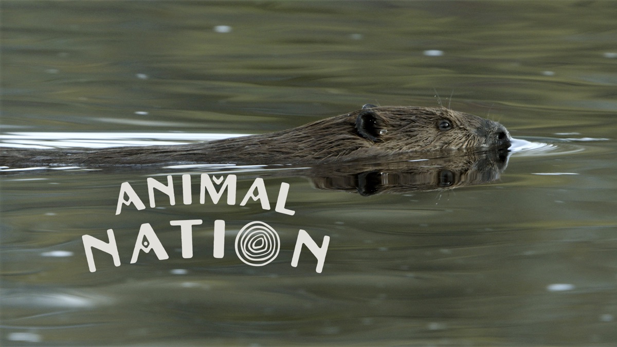 ‎Animal Nation - Apple TV