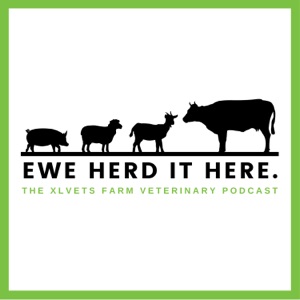 Ewe Herd It Here