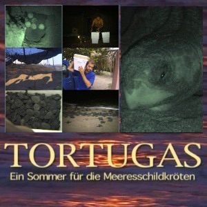 Tortugas - ein Sommer für die Meeresschildkröten