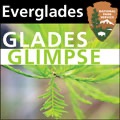 Everglades - Glades Glimpse cover