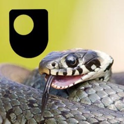 Darwin Now - Audio