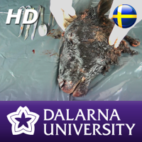 Dissektion av fårhuvud (HD) podcast