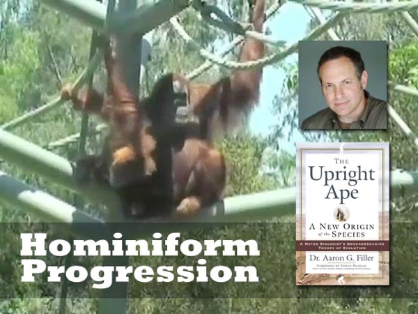 The Upright Ape: Hominiform Progression Artwork