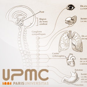 Neuroanatomie