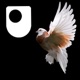 Publishing The Origin of Species - for iPod/iPhone