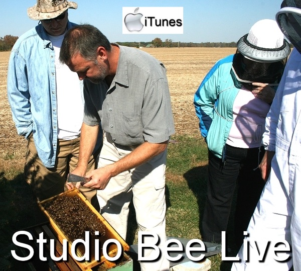 Studio Bee Live image