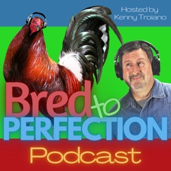 Ep188 - Bred to Perfection “Live Q&A”
