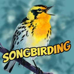 S6E6 - The Hike Back, Part 1 (Black-throated Green Warbler)