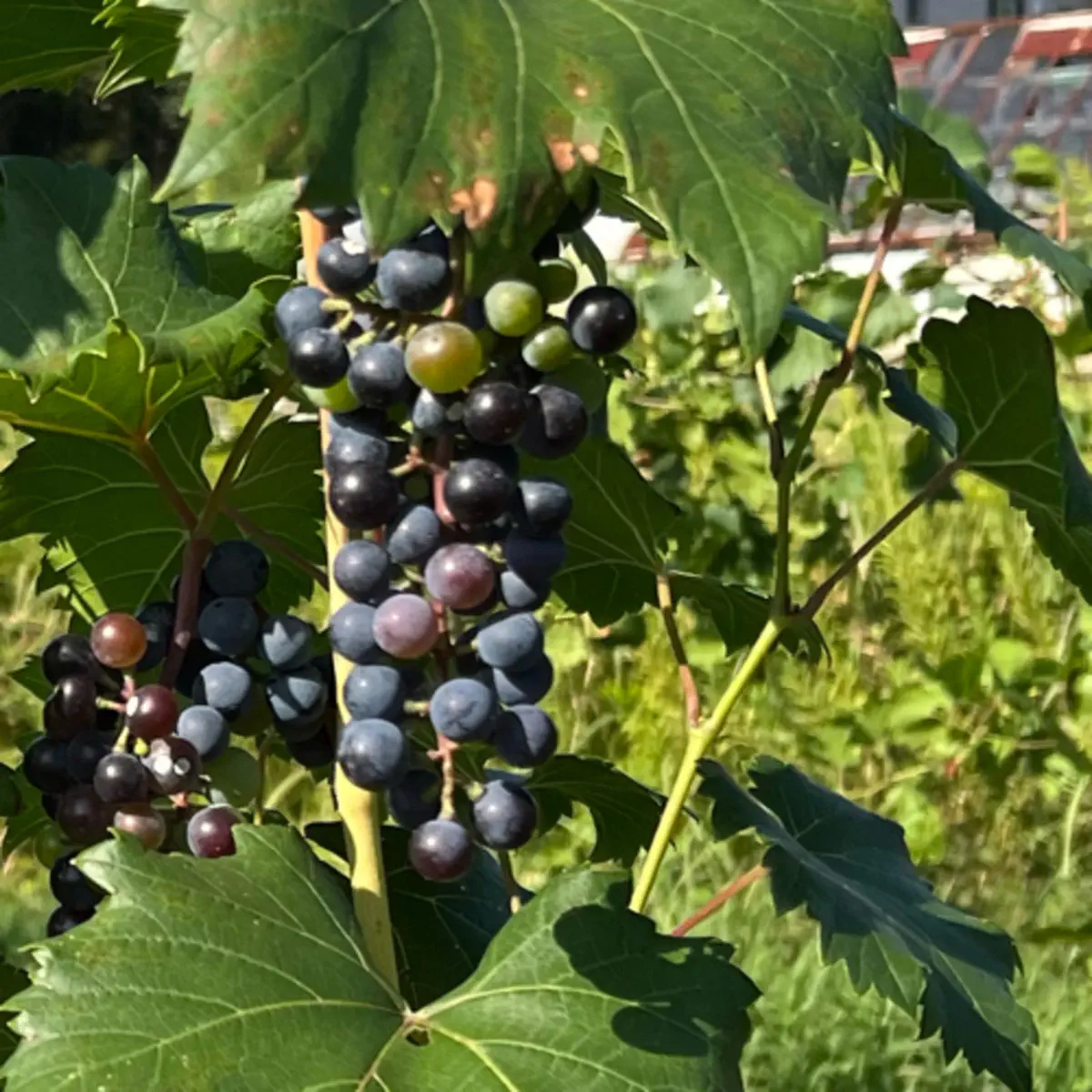 れおさんのぶどう畑 - Podcast - Apple Podcasts