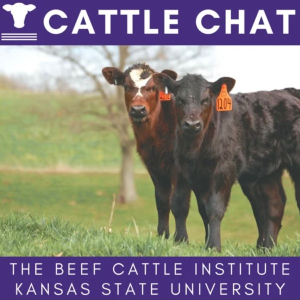 BCI Cattle Chat