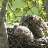 Great Horned Owls Nest II