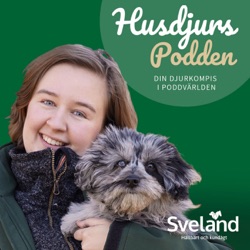 1.6 Sofia Elgåsen Tuolja: Veterinäryrket, valpdrömmar och frigående kaniner