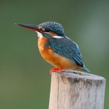 Biomimicry - Japanese Trains Mimic Kingfisher