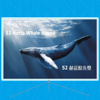 52 赫茲世界上最孤獨的鯨魚聲一小時 ｜52 Hertz The world's loneliest whale sound 1 hour - Nature T