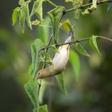 Tennessee Warbler, Nectar Thief