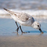 Dining with Sanderlings