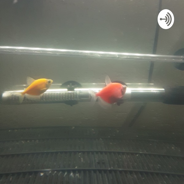 Como Montar Tu Primer acuario 