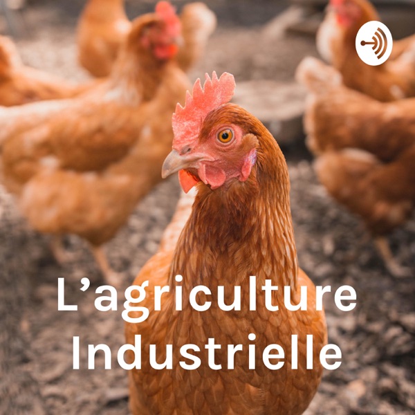 L’agriculture Industrielle: La Volaille