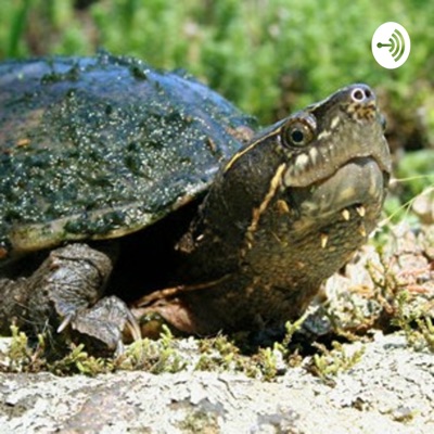 OCDSB OEC Eastern Musk Turtle In Ontario:David Deyette