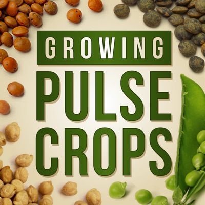 Growing Pulse Crops Growing Pulse Crops