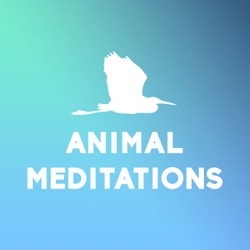 About Animal Meditations (live at On Air Fest)