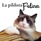 442. Así NO SON los gatitos bebés (6 signos de alarma)