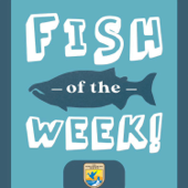 Fish of the Week! - U.S. Fish and Wildlife Service