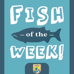 Fish of the Week!