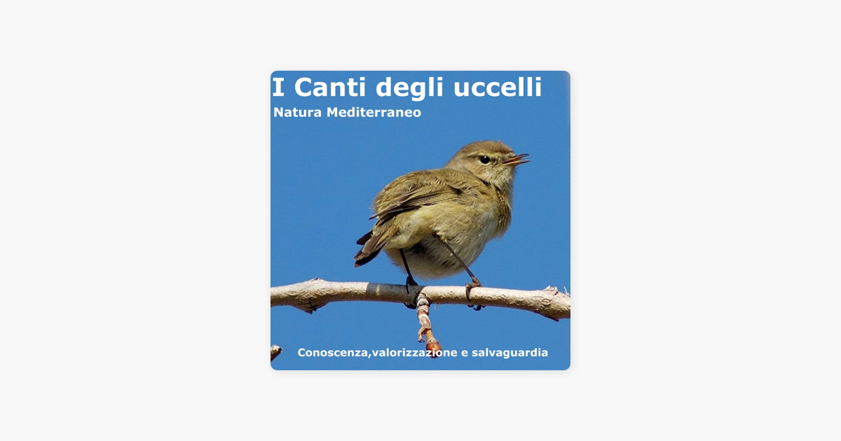 CANTO CARDELLINO MP3 SCARICARE