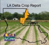 Louisiana Delta Crop Podcast artwork