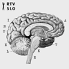 Intelekta - RTVSLO – Prvi